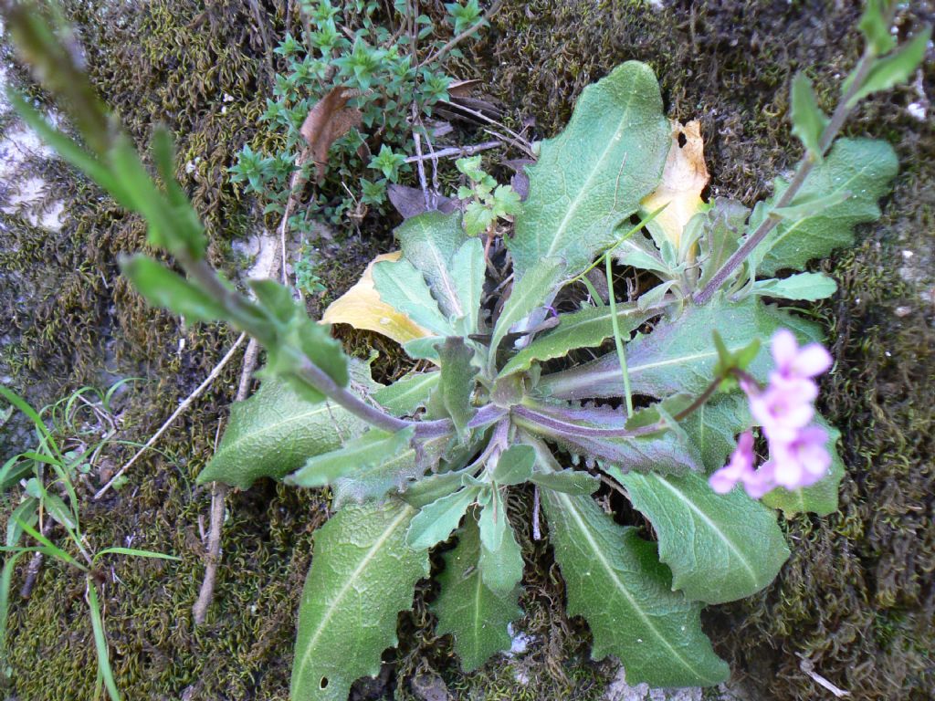 Arabis collina subsp. rosea / Arabetta rosea